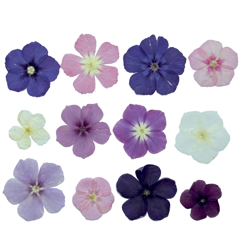 12pcs,Semi-Transparent Niche P - Resin Art Liquid ulasan dan harga